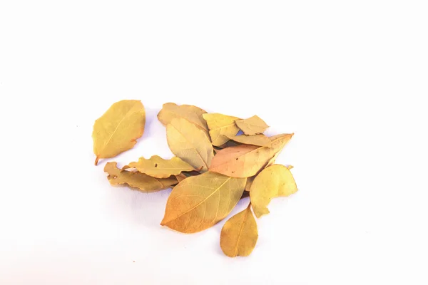 Сухой лавровый лист — стоковое фото