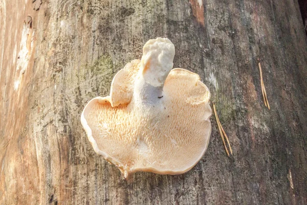 One tooth fungus — Stock Photo, Image