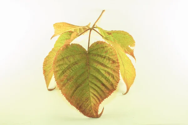 Листья ежевики — стоковое фото