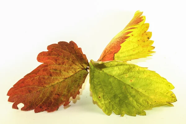 Truskawka liść — Zdjęcie stockowe