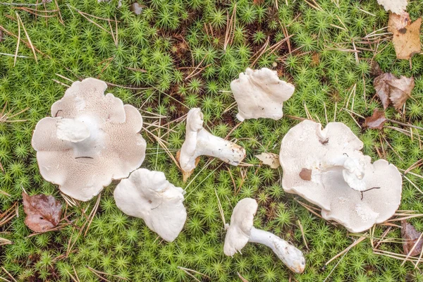 Tooth fungus — Stock Photo, Image