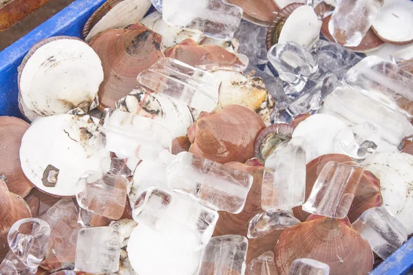 Shellfish and ice — Stock Photo, Image