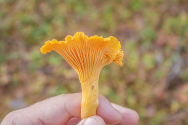 Sarı Cantharellus cibarius