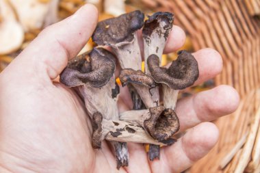 Siyah chantarelle