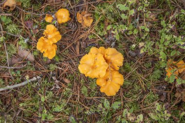 Chanterelle.
