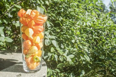 Bir vazo Physalis tam