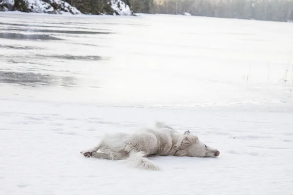 Dog in snow — Stock Photo, Image