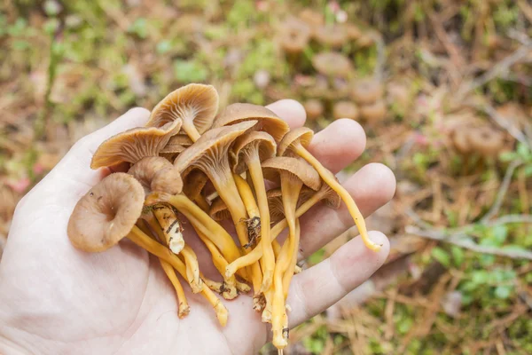 Bir taraftan Yellowfeet