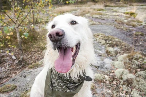 Happy dog in the forrest — Stock Photo, Image