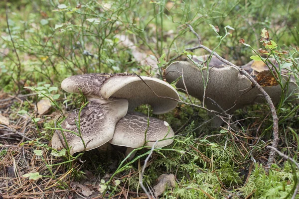 Scale tooth fungus — Stock Photo, Image