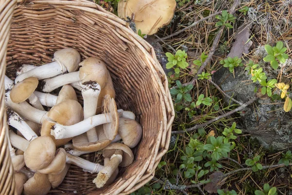 Çingene mantar bir sepet içinde