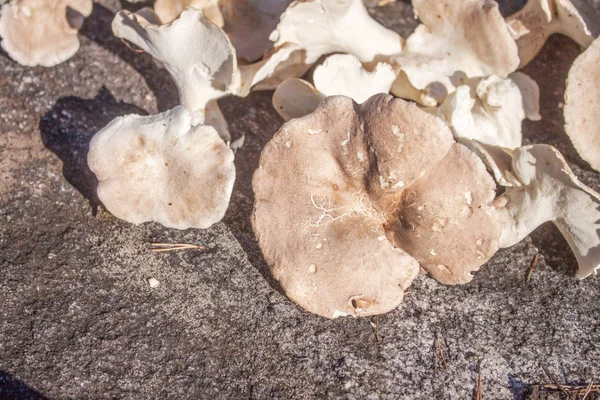 Sheep polypore — Stock Photo, Image