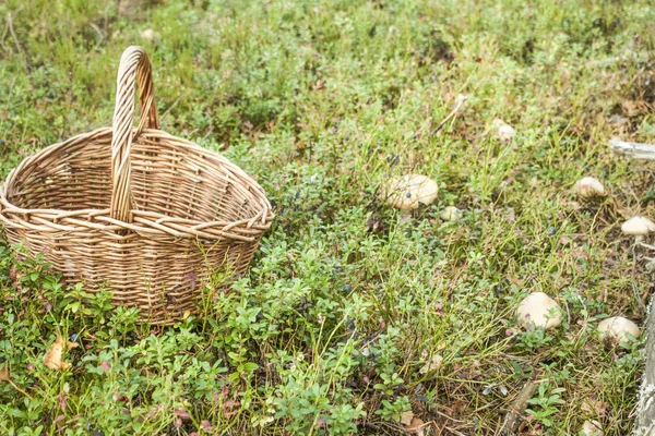 Cesta de mimbre en bosque —  Fotos de Stock