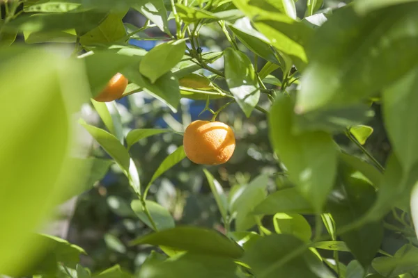 Mandarin — Stock Photo, Image