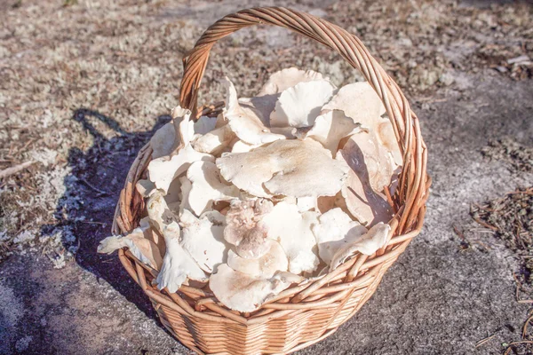 Sheep polypore — Stock Photo, Image