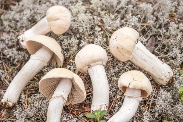 Gypsy mushroom — Stock Photo, Image