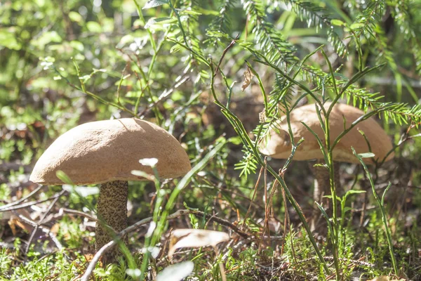 Bolete — Stock Photo, Image