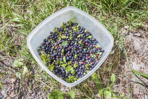 Uncleaned blueberrys — Stock Photo, Image