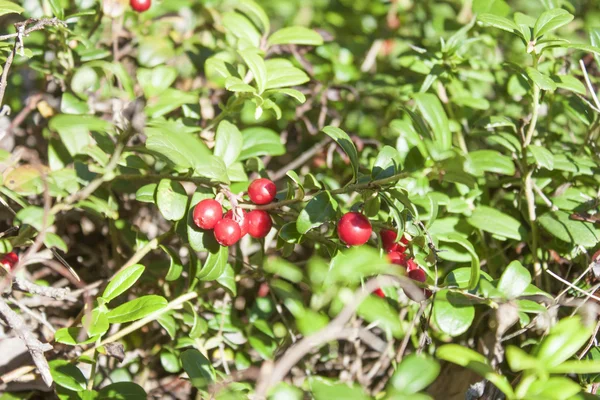 Lingonberry — Stock Photo, Image