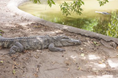 Timsahlar bir Hayvanat Bahçesi'nde