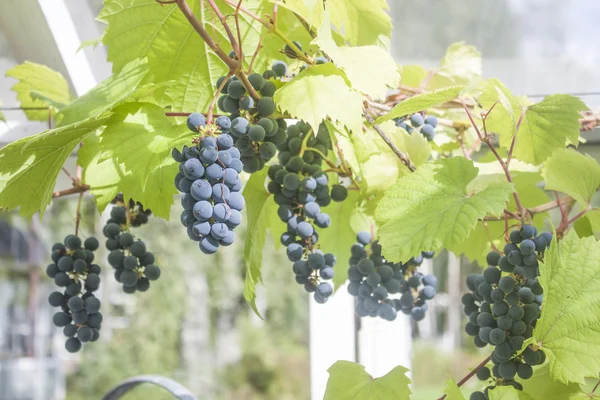 Bir serada üzümler