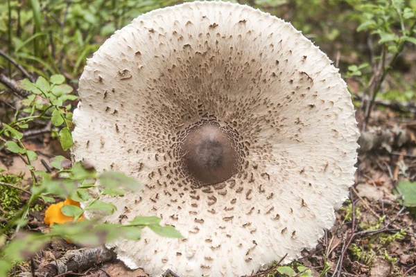 Fallna parasoll svamp — Stockfoto