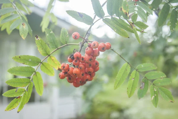 Rowanberry — Stock Photo, Image