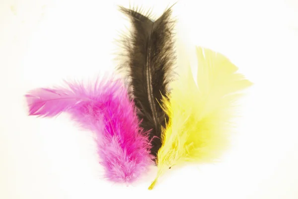 Easter feathers — Stock Photo, Image