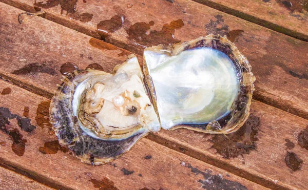 Pearl in oyster — Stock Photo, Image