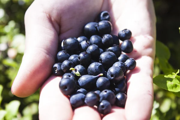 Blueberry hand — Stock Photo, Image