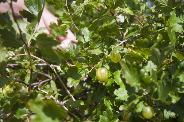 Picking gooseberries — Stock Photo, Image