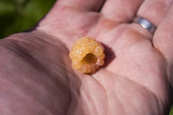 Yellow raspberry — Stock Photo, Image