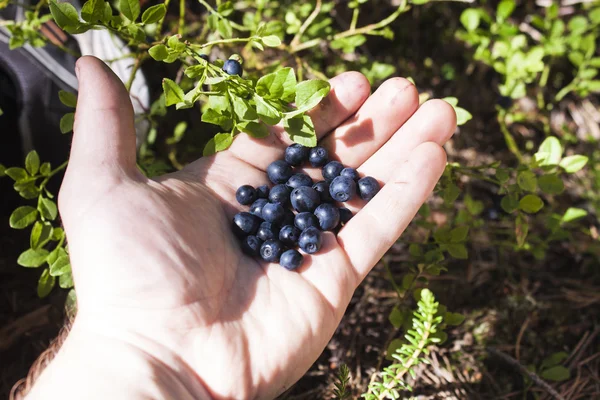 Blueberries handful — Stock Photo, Image