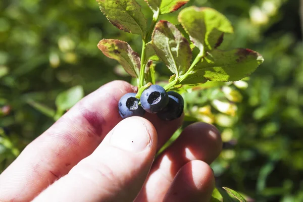 Picking blueberries — Stock Photo, Image