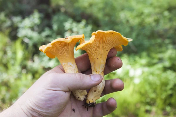 Cantharellus cibarius — Stock Photo, Image