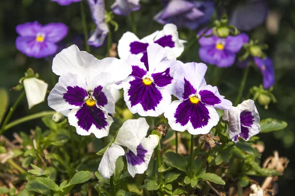 Viola flower — Stock Photo, Image