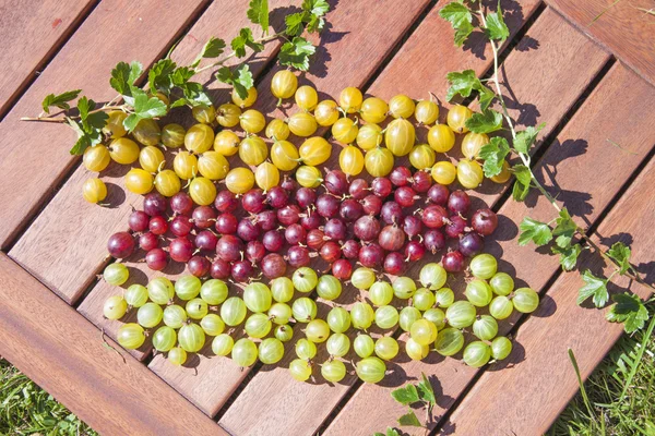 Gelbe, rote und grüne Stachelbeeren — Stockfoto