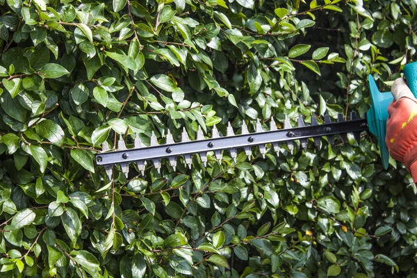 Gardener trimming bushes — Stock Photo, Image