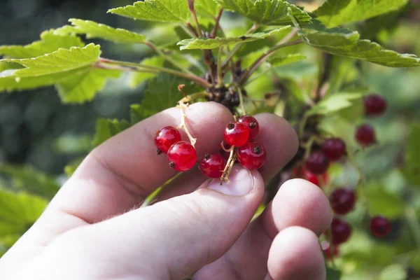 Hand picking red currant — Stock Photo, Image