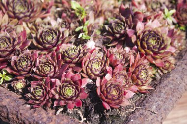 Olağanüstüsarı Sempervivum Brom