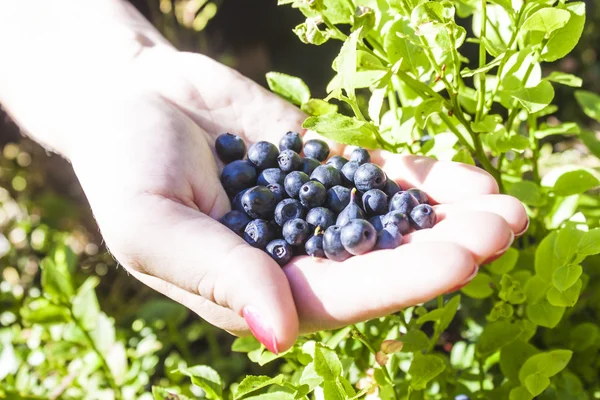 Blueberries on a hand — Stock Photo, Image