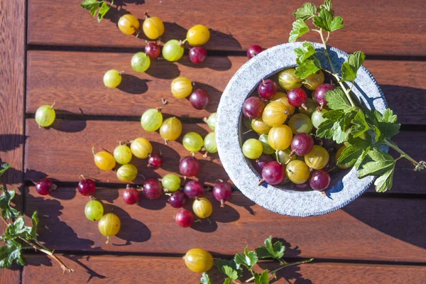 Bektaşi üzümü yeşil, kırmızı ve sarı — Stok fotoğraf