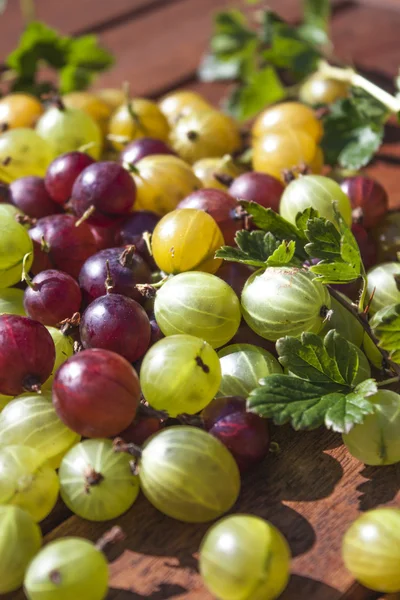 Grüne, rote und gelbe Stachelbeeren mischen sich — Stockfoto