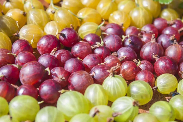 Green, red and yellow gooseberries — Stock Photo, Image