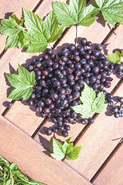 Black currant, ribes nigrum — Stock Photo, Image