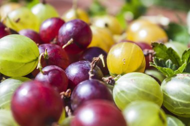Bektaşi Ribes uva-crispa