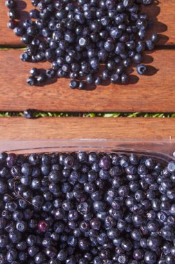 Vaccinium myrtillus blueberries clipart