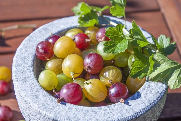 Stachelbeeren ribes uva-crispa — Stockfoto