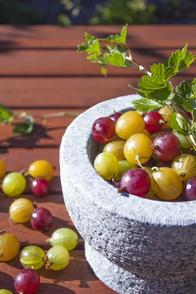 Ribes uva-crispa Stachelbeeren — Stockfoto