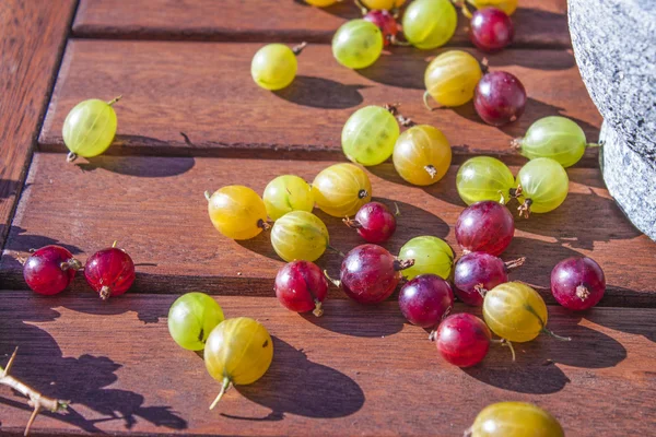 Groselhas vermelhas, amarelas e verdes — Fotografia de Stock